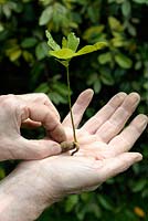 Quercus - Man holding a germinated oak tree acorn