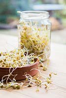 Glass jar and terracotta dish containing Sprouted Green Lentils. 