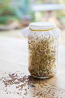 Glass jar containing Sprouted Alfalfa seeds, with loose seeds scattered on table. 