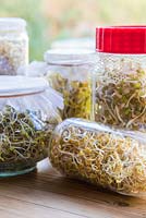 Glass jars containing Sprouted Organic Mung Beans, Dark Speckled Lentils, Green Lentils, Fenugreek and Alfalfa.