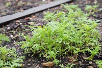 Growth development of green manure in raised vegetable bed.
