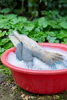 Cleaning Dirty gardening gloves in a bucket of soapy water