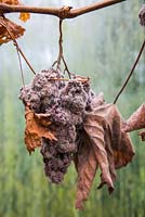 Mouldy grapes left hanging on grape vine. Vitis vinifera 'Black Hamburg' syn. Trollinger, Frankenthaler