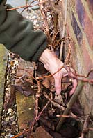 Removing leaves from the border of Hydrangea anomala subsp. petiolaris