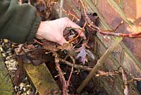Removing leaves from the border of Hydrangea anomala subsp. petiolaris