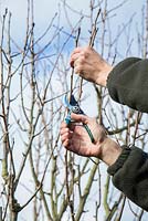 Pruning back Pear tree
