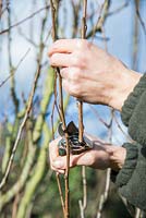 Pruning back Pear tree