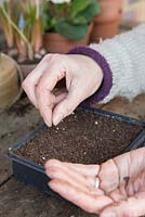 Sowing Primula veris seeds