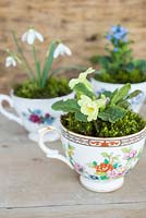 Decorative tea cup display planted with Primula vulgaris, Galanthus nivalis and Myosotis - Forget-me-not