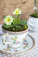 Decorative tea cup display planted with Primula vulgaris