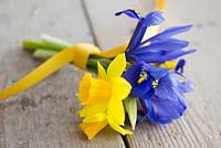 Display of Narcissus 'Tete-a-tete' and Iris reticulata with yellow ribbon