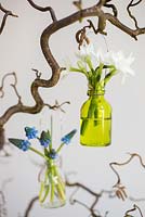 Glass jar display of Narcissus papyraceus 'Paperwhite' and Muscari armeniacum