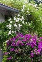 Bougainvillea and Rosa 'Bobbie James' growing on summer house 