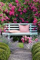 Rosa 'Super Excelsa', Buxus sempervirens, Nepeta x faassenii with blue bench and cushions