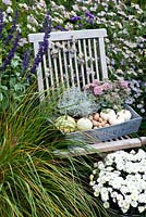 Aster, Saliva, Pennisetum, wooden chair and a box with autumn decoration