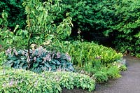 Primula hedoxa, Hosta sieboldii, Hosta 'Honeybells', Rodgersia aescuifolia, Caltha palustris, Magnolia 'Mark Jury', Iris ensanta.  Aberglasney Gardens, Carmarthenshire, South Wales. July