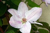 Clematis 'Special Occasions'