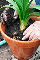 Potting a Clivea miniata sequence - Repot into a larger pot using fresh compost