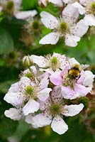 Rubus fruticosus 'Black Satin' - Thornless Blackberry