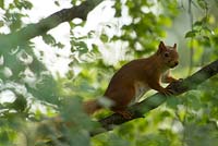Sciurus vulgaris - Red Squirrel