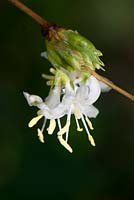 Lonicera x purpusii coming in to flower.