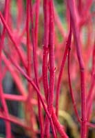 Cornus alba 'Sibirica' stems. Sir Harold Hilliers Gardens, Hamsphire. 