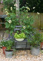 Containers on patio with sunflower Italian white