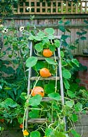 Wooden steps with squash hubbard and nasturtium
