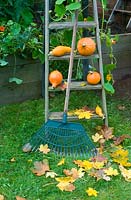 Squash potimarron on vintage wooden steps with autumn leaves and rake