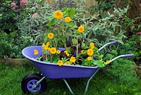 Sunflowers and nasturtiums growing in purple wheelbarrow