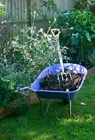 Garden compost in purple wheelbarrow for garden borders