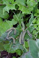 Caterpillars of cabbage white butterfly destroying Lunaria annua (Honesty) plants