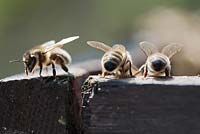 Honey bee workers (Apis mellifera)