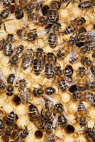 Honey bee workers on empty comb - Apis mellifera, Sussex, UK
