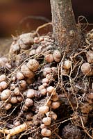 Root nodules on the roots of runner bean plants, associate with symbiotic nitrogen-fixing bacteria.