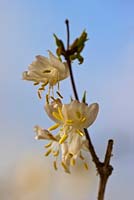 Lonicera x purpusii - Winter honeysuckle 