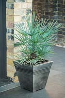 Chamaerops humilis var. argentea in container on slate patio