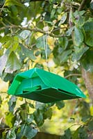 Codling moth pheromone trap hanging in plum tree