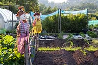 Scarecrow on summery allotment garden