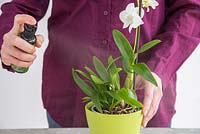 Misting Orchid Dendrobium with special solution.