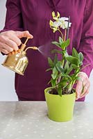Spraying Orchid Dendrobium with brass mister.