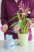 Adding special Orchid formula to water.
