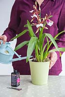 Watering Orchid Cambria with special Orchid formula.