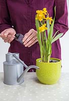 Adding special Orchid formula to water.