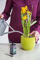 Watering Orchid Cambria with special Orchid formula.