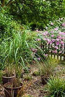 Grasses in pots including Miscanthus sinesis 'Zebrinus' with Lavatera in the background by wooden fence