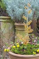 Winter container with Anemone blanda 'White Splendour', Cyclamen coum, Winter Aconite - Eranthis cilicica, Hamamelis x intermedia 'Vesna' - Witch Hazel. 