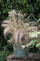 Stipa tenuissima variety Pony Tails in seaside pot - ornamnetal grass gone to seed in September 
