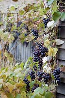 Vitis vinifera variety 'Boskoop Glory' in November - grapevine grown on garden shed 