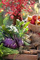 Autumn displays of harvested vegetables - purple kohl rabi, leeks, carrots.